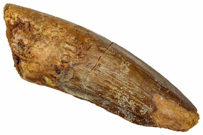 Fossil Spinosaurus Tooth - Real Dinosaur Tooth #327856